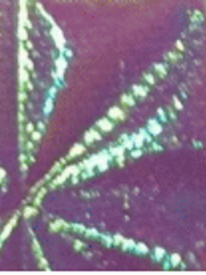 EPCOTE - BRANCO ÍRIS