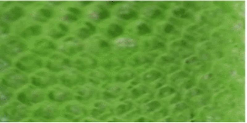FILÓ DE ARMAÇÃO - VERDE LIMÃO