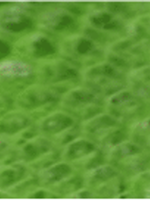 FILÓ DE ARMAÇÃO - VERDE LIMÃO